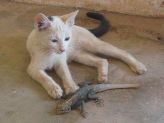 01 Le Chat Et Son Margouillat